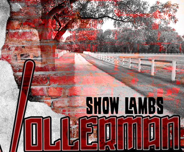 Wollerman Show Lambs